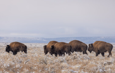 Herd of Bison in Winter in Northern Arizona