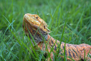 Bearded dragon lizard inside a bush