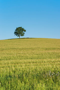 Sommer