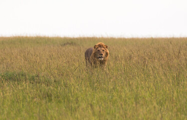 beautiful young male lion walking in the savannah grass on the look for prey 