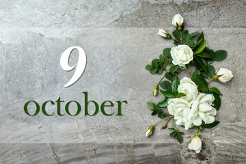 October 9th. Day 9 of month, Calendar date. Stylish roses flat lay. White roses border on pastel...