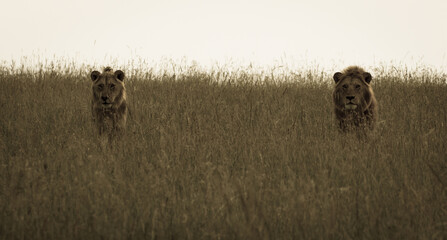 lion brothers in natural environment on territorial march  (masai mara)