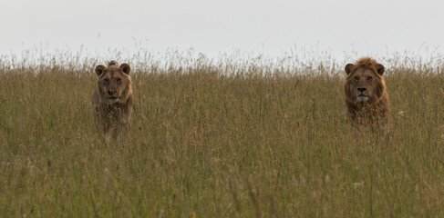 lion brothers in natural environment on territorial march  (masai mara)