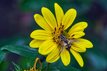 Große Sumpfschwebfliege ( Helophilus trivittatus ).