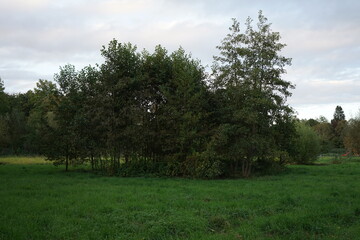 in a park in Bielefeld with lots of trees in January 2021