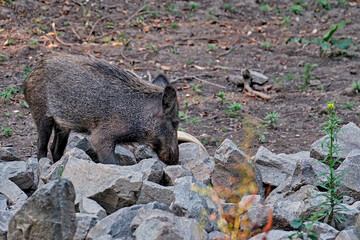 Wildschwein ( Sus scrofa ).