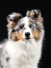 Blue-merle Sheltie-Hündin, 5 Monate, mit braunem und blauem Auge
