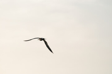 bird was flying on the sky, Dili Timor Leste