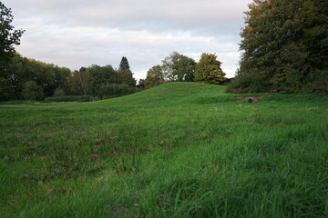 a park landscape with lush meadows