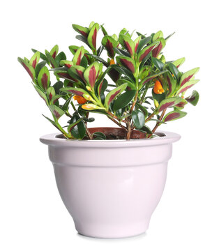 Beautiful Potted Goldfish Plant Isolated On White