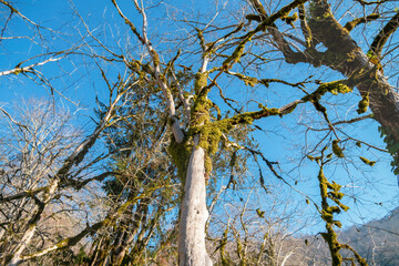 Fabulous bare trees without bark and leaves, densely overgrown with moss against a bright blue sky, bottom up view