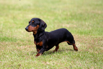 Mini smooth haired Dachshund