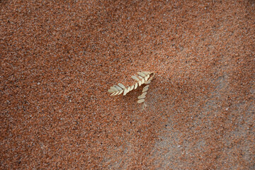 Desert ironwood leaf in Al Ain, UAE