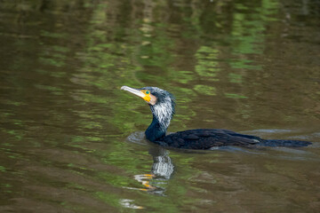 cormorant swiming in the water on a sunny day