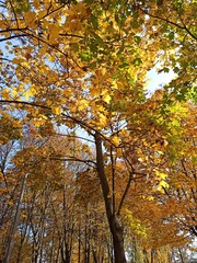 Gold autumn in the park, yellow leaves on trees, nature background, fall scape