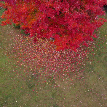 aerial fall leaves red tree