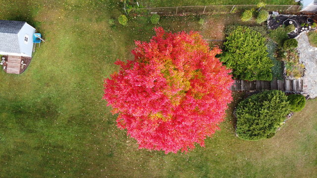 aerial fall leaves red tree