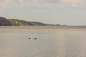 Beautiful view of waterfowl bird on Baltic sea surface. Natural backgrounds.