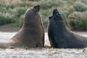 Elephant seals