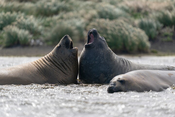Fototapeta premium Elephant seals