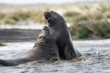 Elephant seals