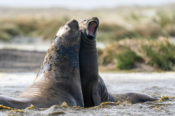 Elephant seals