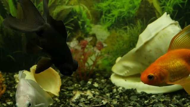 The goldfish gets angry and swims away.