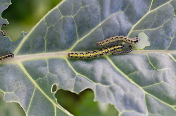 The caterpillars of the cabbage butterfly larvae eat the leaves of the white cabbage.