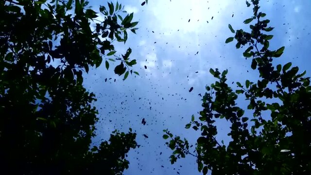 Beginning swarming of bees
Before leaving entire colony, bees are actively moving near hive.
Evening bee swarm
