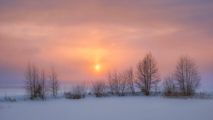 trees  on the shore of Lake Vuoksa against the background of a winter sunset in the Leningrad region