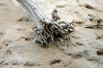 Wild animals in captivity.