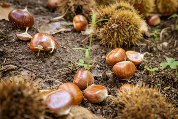 Chestnuts in the forest during the harvest