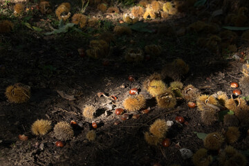 Chestnuts in the forest during the harvest