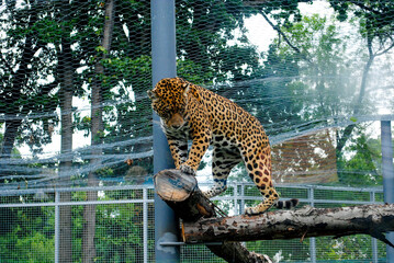 Wild animals in captivity.