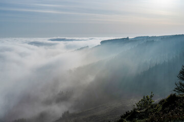 Trees Forest Woodland Fog Mist