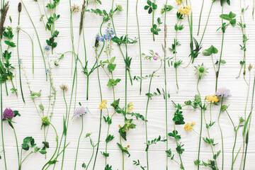 Beautiful wildflowers stems and blooming petals flat lay composition on white wood. Hello Spring