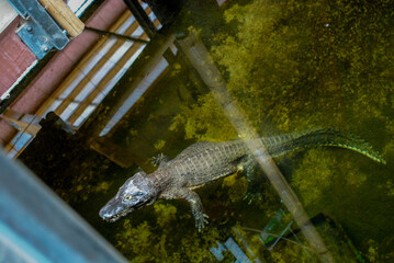 Wild animals in captivity.