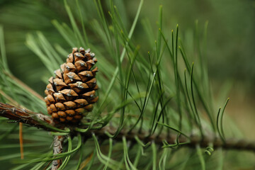 Cone growing on pine branch outdoors, closeup