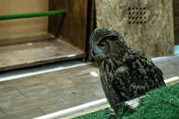 The Eagle owl Bubo bubo sits indoors, house owl