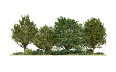 Group of Tree isolated on white background