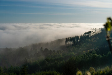 Trees Forest Woodland Fog Mist