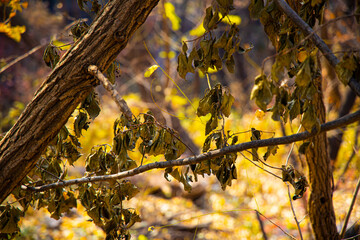 dying leaves 2