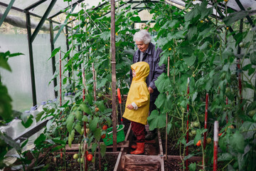 Toddler boy and senior woman together in greenhouse searching for harvest. Family lifestyle. Grandmother with kid