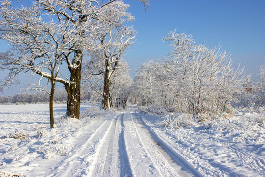 Snow-covered dirt road with trees