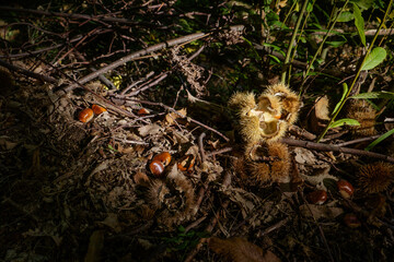 Chestnuts in the forest during the harvest