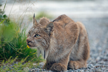 A beautiful, stunning wild Canadian lynx seen in Yukon Territory on a rocky landscape. Sitting like a domestic cat in wilderness outdoor setting on pebbles, green grass surrounding. 