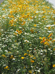 wildflowers planted to encorauge insects in a roadside verge