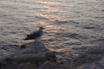 Sagres, Portugal, cliff and sunset