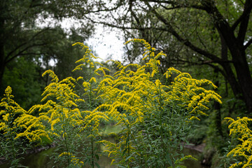 The wild flowers of Solidago canadensis or late goldenrod. Selective focus. State flower of the U.S. states of Kentucky and Nebraska