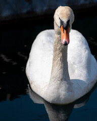 white swan in Arbon Sankt Gallen